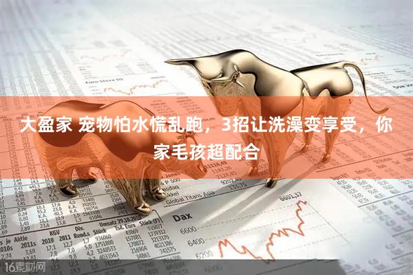 大盈家 宠物怕水慌乱跑，3招让洗澡变享受，你家毛孩超配合